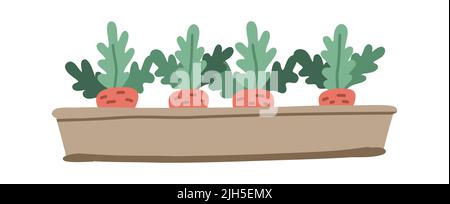 Carrot Plant. Planting vegetables. Carrot growth stage. Vector drawing illustration Stock Vector