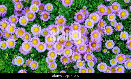 Top down view of colourful flowers Stock Photo