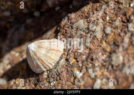 Limpets. Aquatic sea snail stuck to a rock on the UK coastline at low tide. Stock Photo