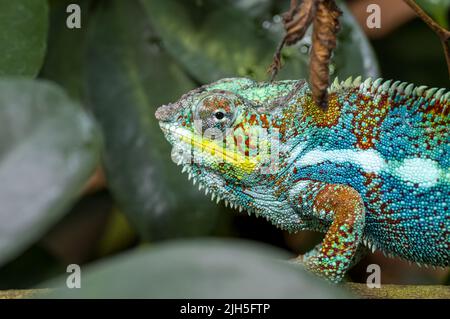 A captive Panther Chameleon, Furcifer pardalis. Native to eastern and northern parts of Madagascar in the wild. Stock Photo