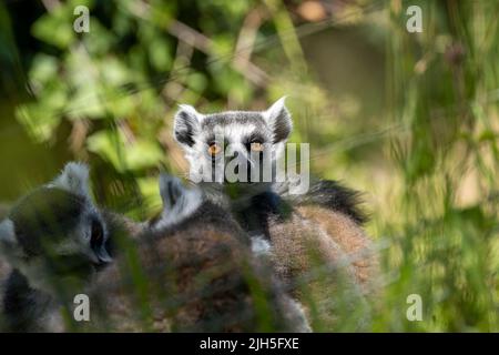 A group of alert, resting ring-tailed lemurs, Lemur catta. A large strepsirrhine primate at Jersey zoo. Stock Photo