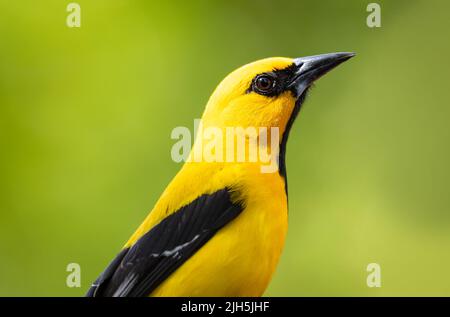 Closeup portrait of a brightly colored Yellow Oriole, Icterus nigrogularis, with a green background. Bird in wild Stock Photo