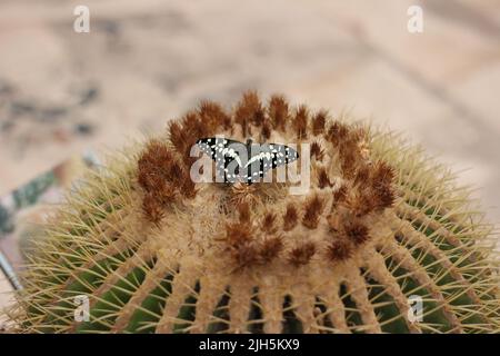 Citrus Swallowtail (Papilio demodocus) basking on a cactus at Santa Maria, Sal, Cape Verdes Stock Photo