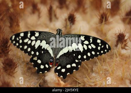 Citrus Swallowtail (Papilio demodocus) basking in a garden at Santa Maria, Sal, Cape Verdes Stock Photo