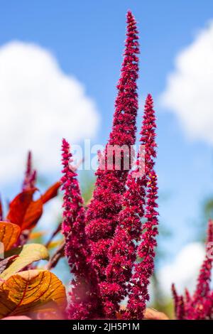 Beautiful bright burgundy flowers of vegetable amaranth against the sky. Summer flowering in the garden. Stock Photo