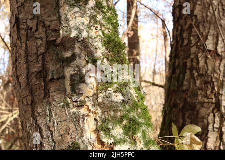 Autumn forest, green moss and dry leaves, morning Stock Photo