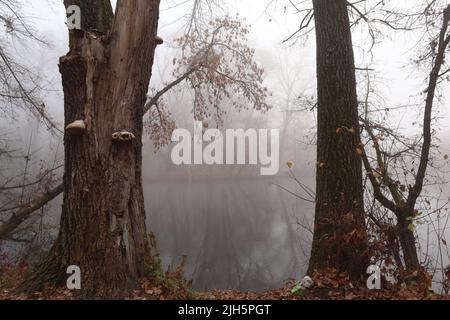 Fog on the river bank in the wild forest Stock Photo