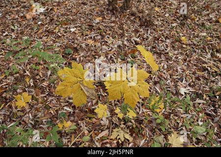 Maple in the autumn forest Stock Photo