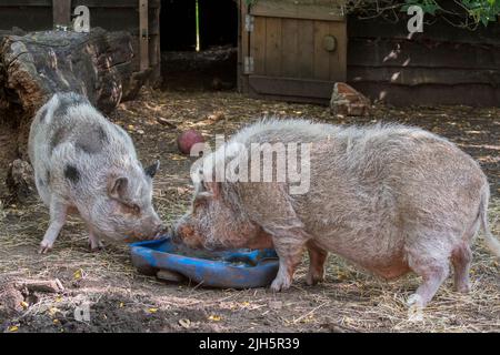 Two Vietnamese Pot-bellied pigs / Lon I pig, Vietnamese breed of miniature domestic pig eating at petting zoo / children's farm Stock Photo