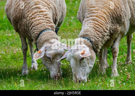 Two tagged white dairy sheep with eartags / ear marks grazing grass in meadow / field / grassland at farm Stock Photo