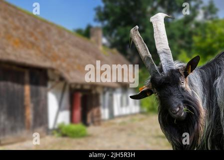 Billy goat / black male domestic goat with large horns in front of barn at farm. Digitale composite