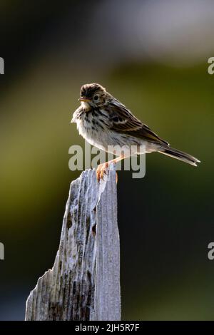 meadow pipit (Anthus pratensis) on South Uist, Scotland Stock Photo