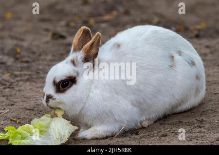 Close-up of white domestic dwarf rabbit  / pet rabbit (Oryctolagus cuniculus domesticus) eating lettuce leaf Stock Photo