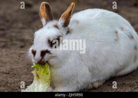 Close-up of white domestic dwarf rabbit  / pet rabbit (Oryctolagus cuniculus domesticus) eating lettuce leaf at petting zoo / children's farm Stock Photo