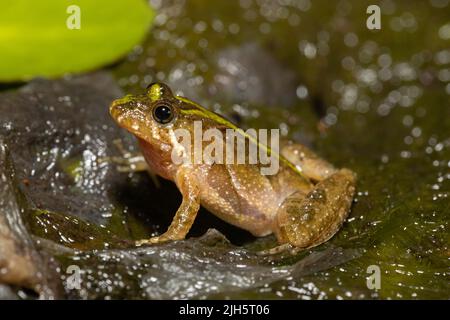 Southern cricket frog - Acris gryllus Stock Photo