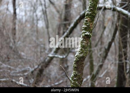Snow on a tree with moss in the winter forest, first snow Stock Photo