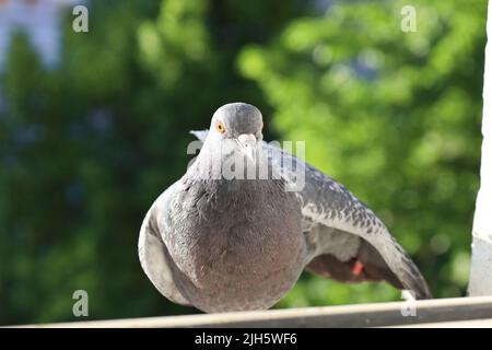 Dove closeup portrait, bird on the window Stock Photo