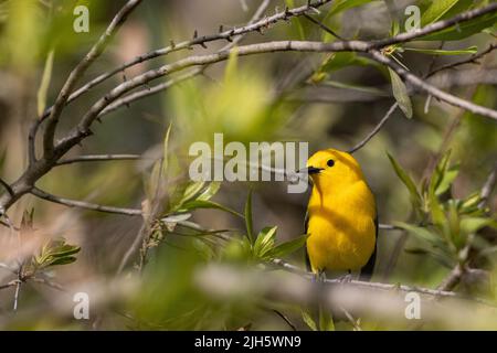 Prothonotary warbler - Protonotaria citrea Stock Photo