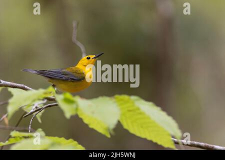 Prothonotary warbler - Protonotaria citrea Stock Photo