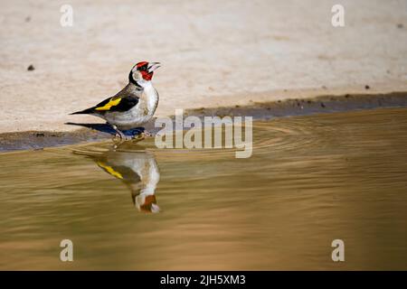 Carduelis carduelis - El jilguero europeo o cardelina es un ave paseriforme perteneciente a la familia de los pinzones Stock Photo