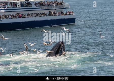Provincetown, Massachusetts- July 7, 2022: A humpback whale surfaces next to a whale watching boat as it bubble-net feeds, off the coast of Cape Cod. Stock Photo