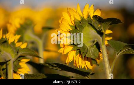 Sunflower turned to the sun. The back of the sunflower stem cap. Stock Photo