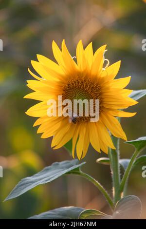 Young sunflower with a bee. A honey flower for a big bribe at the apiary Stock Photo