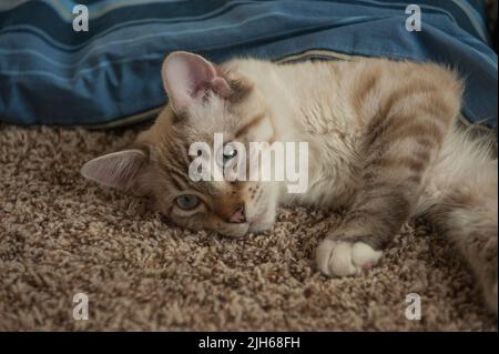 An almost-grown kitten under a blanket. Stock Photo