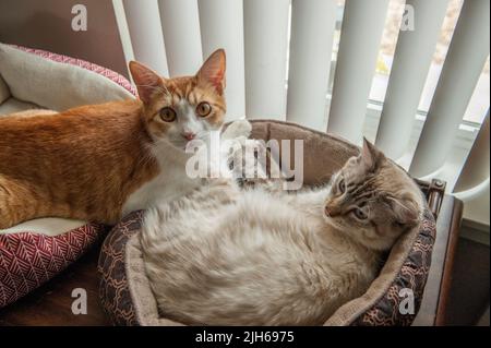 Two cats, an orange tom and a Ragdoll, relax by a window. Stock Photo