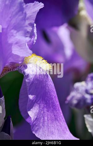 Flower of an bearded iris (Iris barbata), May, Baden-Wuerttemberg, Germany Stock Photo