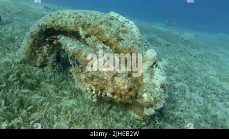 Scorpion fish lie on the reef. Bearded Scorpionfish (Scorpaenopsis barbata) . Red sea, Egypt Stock Photo