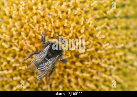 Large earth bumblebee (Bombus terrestris) on sunflower (Helianthus annuus), Emsland, Lower Saxony, Germany Stock Photo
