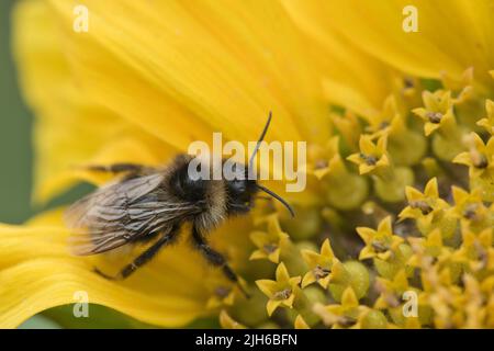 Large earth bumblebee (Bombus terrestris) on sunflower (Helianthus annuus), Emsland, Lower Saxony, Germany Stock Photo