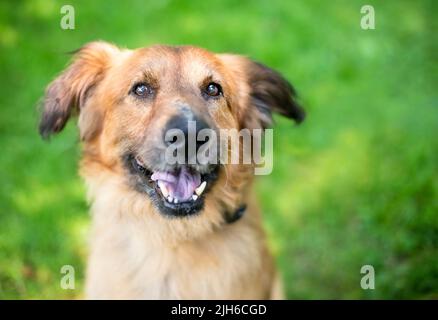 A senior German Shepherd mixed breed dog looking up at the camera Stock Photo