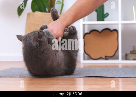 A man plays with his hands with a gray cat chartreuse. Dangerous games. Stock Photo