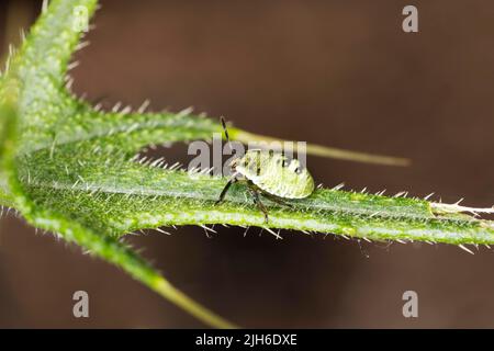 Green shield bug (Palomena prasina) sitting on a thistle leaf, Tegler Wald, Berlin, Germany Stock Photo