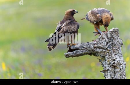 Booted Eagle (Hieraaetus pennatus) Male and, Extremadura, Spain Stock Photo