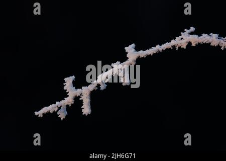 Branches with thick ice crystals and hoarfrost in winter against a black background on the Swabian Alb in Giengen, Baden-Wuerttemberg, Germany Stock Photo