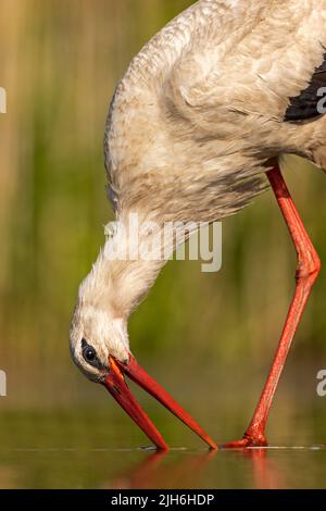 White Stork (Ciconia ciconia) foraging, portrait, Kiskunsag National Park Hungary Stock Photo