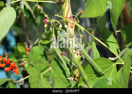 Runner bean (Phaseolus coccineus) plants growing like vines up bamboo canes showing both the flowers and bean pods Stock Photo