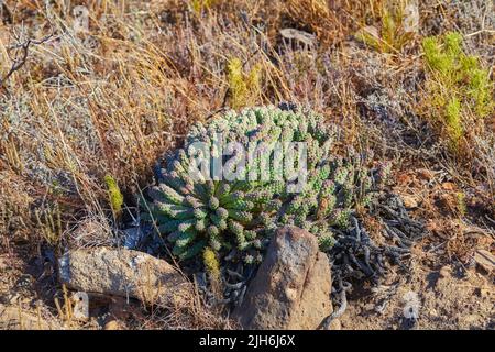 Closeup of succulents and wild dry grass growing in the mountainside. Indigineous South African plants, Fynbos and cacti between rocks on an adventure Stock Photo