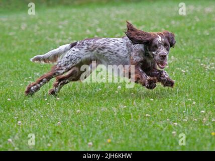 Cocker Spaniel running Stock Photo