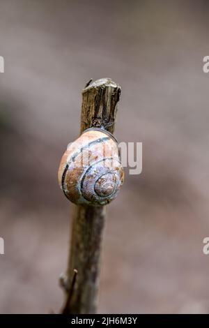 closeup of a thin branch with a snail shell against a blurred background Stock Photo