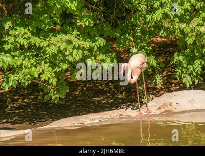 Beautiful pink flamingo. A flock of pink flamingos in a pond. Flamingos are a species of wading bird from the genus Phoenicopterus. Zoo in the city of Stock Photo