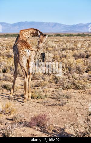 Giraffe in a savannah in South Africa from the back on a sunny day against a blue sky copyspace background. One tall wild animal with long neck Stock Photo