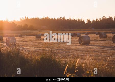 Many Rolls of Hay Bales in Wheat Field at Sunset Stock Photo