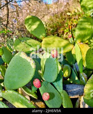Closeup of prickly pear cactus fruit growing on green cactus plant growing in Canary Islands, Spain. Exotic plant thriving in an organic field or Stock Photo