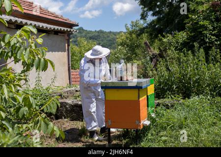 A female beekeeper in protective clothing opens hives in an apiary on a sunny summer day. Beekeeping concept Stock Photo