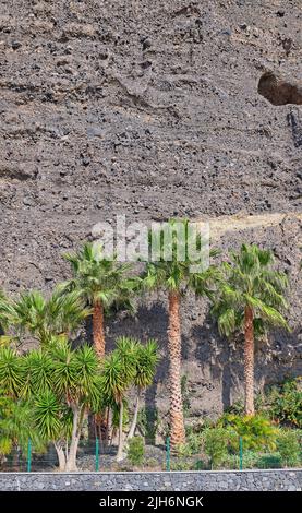 Palm trees lined up against a stone wall or mountain. View of tropical coconut plants and lush shrubs planted outside in a garden. Beautiful