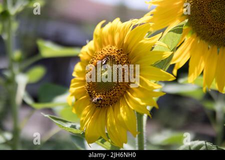 Beautiful yellow sunflower and bees collecting nectar from flowers on a sunny summer day in an agricultural garden. Close up, selective focus Stock Photo